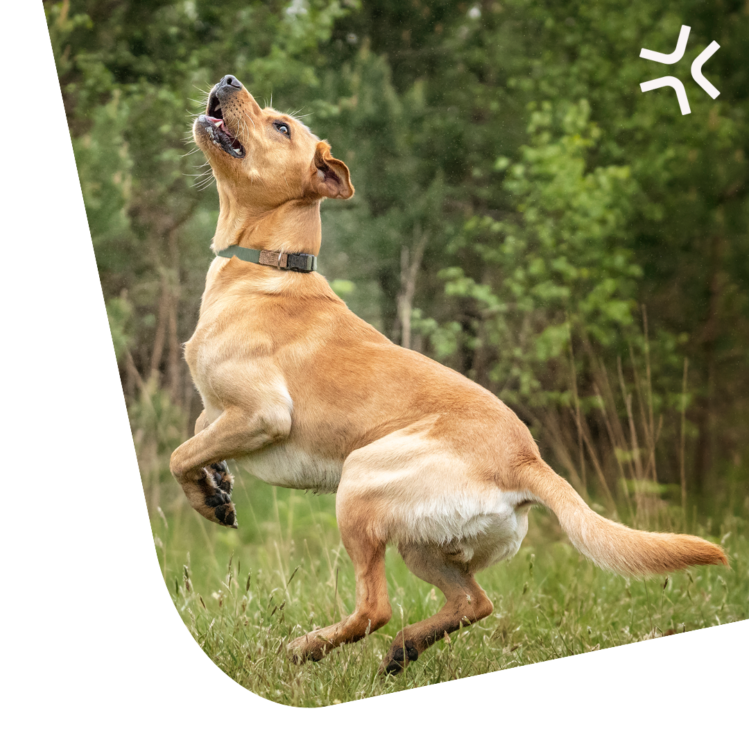 Cover-Dog-with-logo