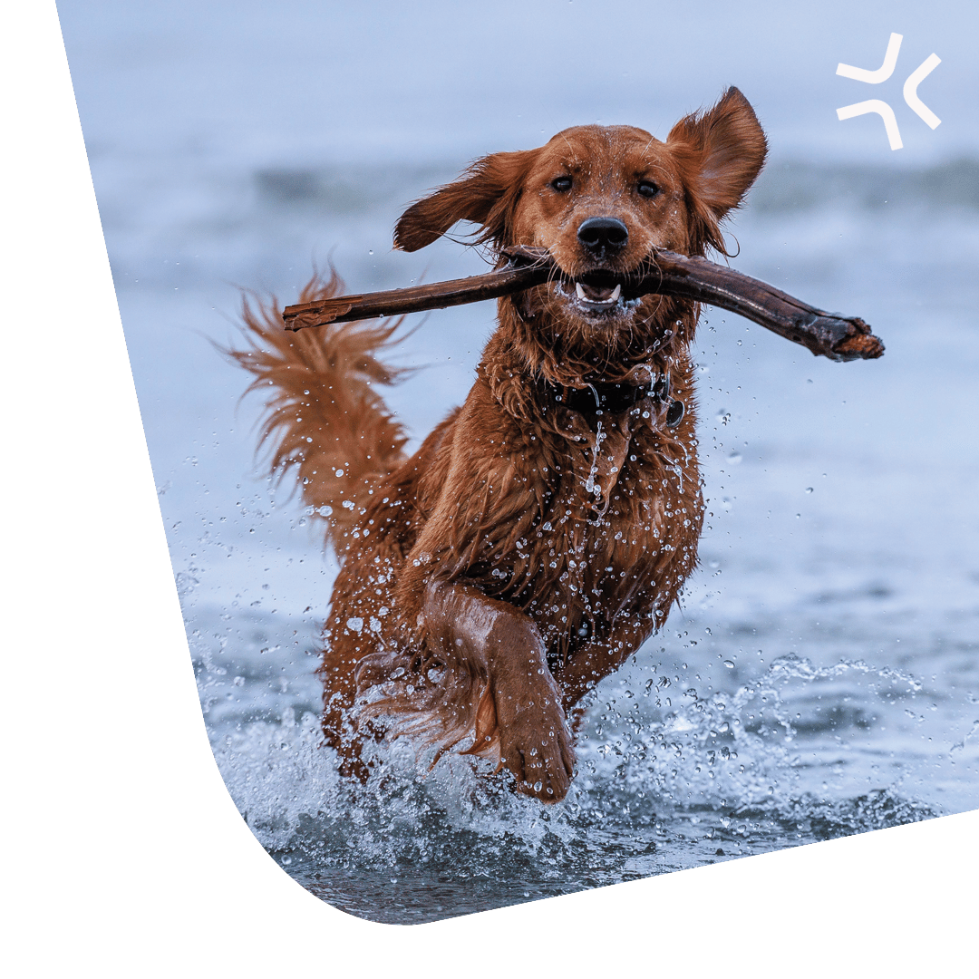 Cover-Dog-Elbow-with-logo