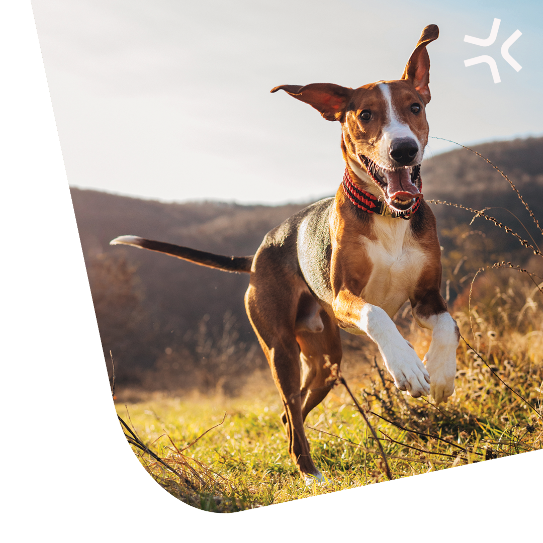 Knee-Cover-Dog-with-logo