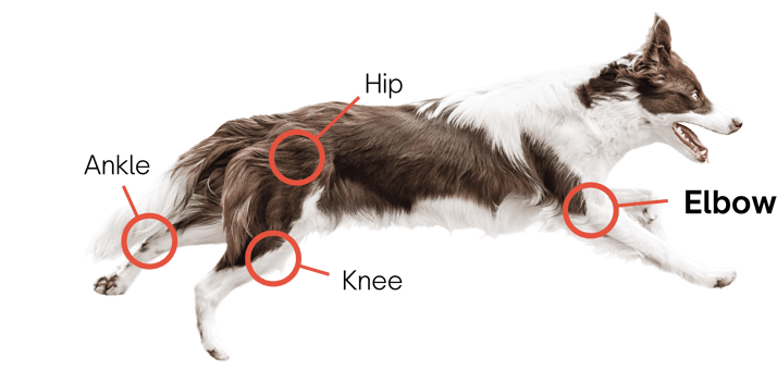 TJR solutions dog call out-ELBOW