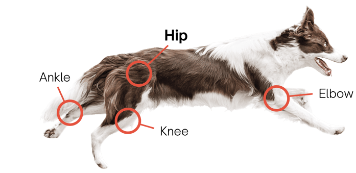 TJR solutions dog call out-HIP