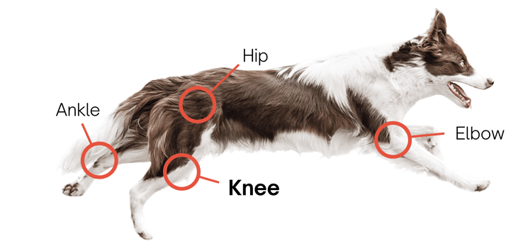 TJR solutions dog call out-KNEE
