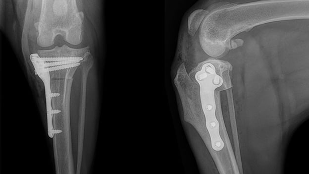 TPLO-Radiograph